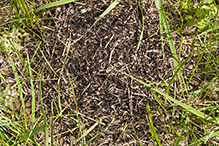 wood, mound, or field ant (Formica sp.)