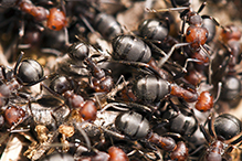 wood, mound, or field ant (Formica sp.)