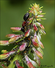 wood, mound, or field ant (Formica sp.)