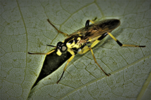 wood soldier fly (Xylomya terminalis)