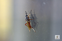 wood soldier fly (Xylomya americana)