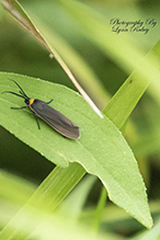 yellow-collared scape moth