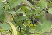 yellow-collared scape moth