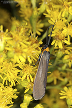 yellow-collared scape moth