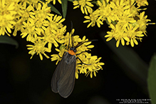 yellow-collared scape moth