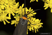 yellow-collared scape moth