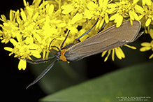 yellow-collared scape moth