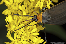 yellow-collared scape moth