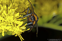 yellow-collared scape moth