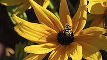 yellow-shouldered drone fly