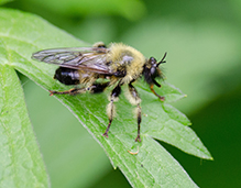 yellow-waisted laphria