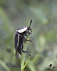 American carrion beetle