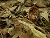 American pelecinid wasp