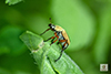 American rose chafer