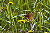 Aphrodite fritillary