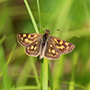 Arctic skipper