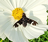 adorned bee fly