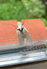 agreeable tiger moth