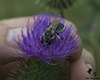 alfalfa leafcutting bee