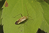 alfalfa plant bug