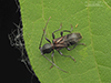 ant-like longhorn beetle