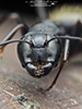 ant (Family Formicidae)