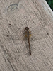 autumn meadowhawk