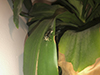 bald-faced hornet nest