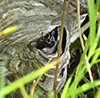 bald-faced hornet nest