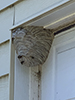 bald-faced hornet nest