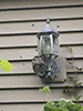 bald-faced hornet nest