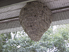 bald-faced hornet nest