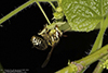 bald-faced hornet nest