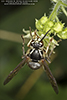 bald-faced hornet nest