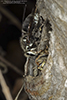 bald-faced hornet nest