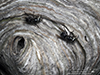 bald-faced hornet nest