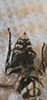 bald-faced hornet