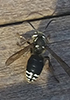 bald-faced hornet