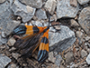 banded net-wing beetle