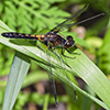 belted whiteface