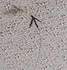 black giant ichneumonid wasp black giant ichneumonid wasp