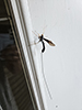black giant ichneumonid wasp black giant ichneumonid wasp