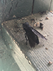black horse fly