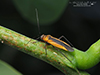 black locust bug