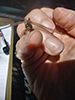 black meadowhawk