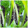 black swallowtail