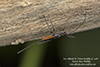 braconid wasp (Atanycolus sp.)