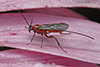braconid wasp (Subfamily Agathidinae)