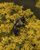 brown-belted bumble bee