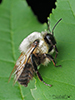 brown-belted bumble bee